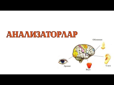 Видео: АНАЛИЗАТОРЛАР.