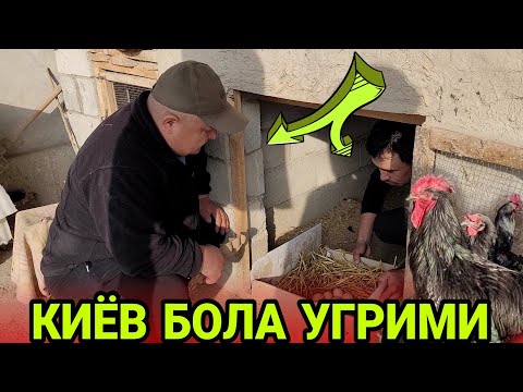 Видео: ОХУНОВНИ ЭРТАЛАПТА УМАРГАН БЛОГЕРЛАР УСТОЗ БОШИМНИ УРИП ЁРДИ