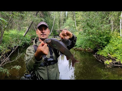 Видео: Рыбалка на Хариуса/ Попали на клев! Мухи из рыбьей кожи/ встретили медведя