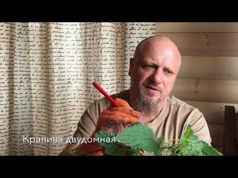 Видео: Крапива двудомная. Алефиров А.Н.