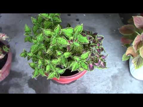 Видео: Мучнистый червец на колеусах..