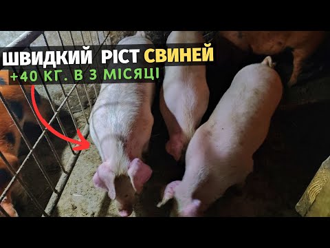 Видео: Як годувати свиней, щоб вони швидко росли. Відгодівля свиней сухим кормом. +40 кг в 3 місяці.