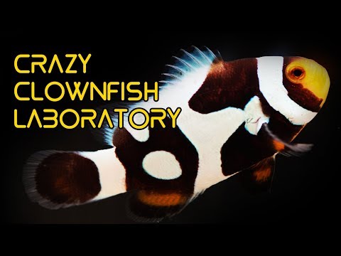 Видео: Лаборатория CRAZY Clownfish на Тайване