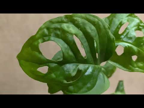 Видео: Излишки комнатных растений | НАБОРЫ | Комнатные растения почтой