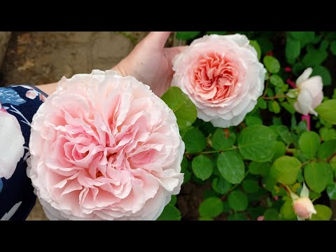 Видео: Розы с цветами и розы на бутонах. Открыт сезон 2025