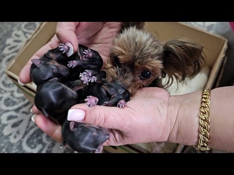 Видео: Роды у собаки йоркширский терьер