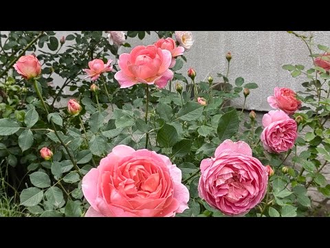 Видео: Зацветают розы 🕵️ кто первый в 2025 году