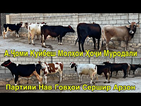 Видео: МОЛҲОИ ҲОҶИ МУРОДАЛИ А.ҶОМИ КУЙБЕШ ПАРТИЯИ НАВ АРЗОН СЕРШИР ЗОТИ 15 ноября 2025 г.