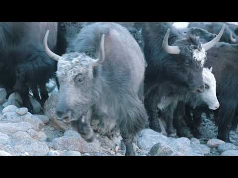 Видео: Кыргызстан Баткен облусу Кадамжай району Майдан айыл окмоту Шыпы жайлоосу