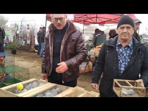 Видео: Александр Гетьманцев в Новой Маячке. Его тут не мало.