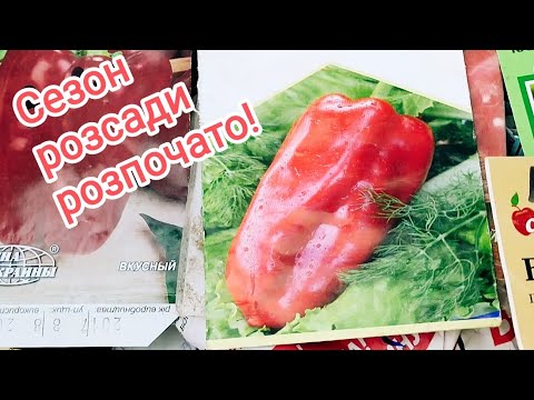 Видео: Намочую насіння перцю, перевалюю розсаду помідорів.