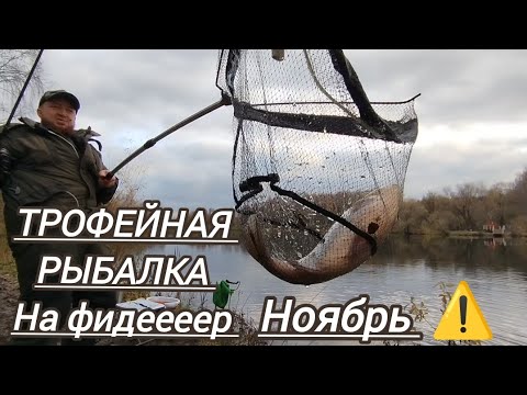 Видео: ТРОФЕЙНАЯ ЛОВЛЯ КАРПА КАРАСЯ В НОЯБРЕ НА ФИДЕР 