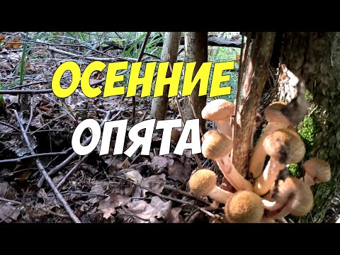 Видео: Осенние опята -  советы и секреты - ищем грибы правильно