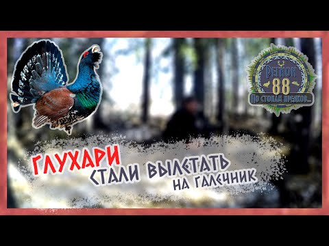 Видео: Регион 88 | Глухари стали вылетать на галечник