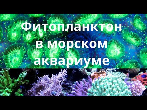 Видео: Фитопланктон в жизни морского аквариума (Патч-Риф)