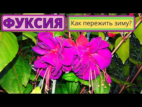 Видео: ФУКСИЯ зимой. Как подготовить к пышному цветению?