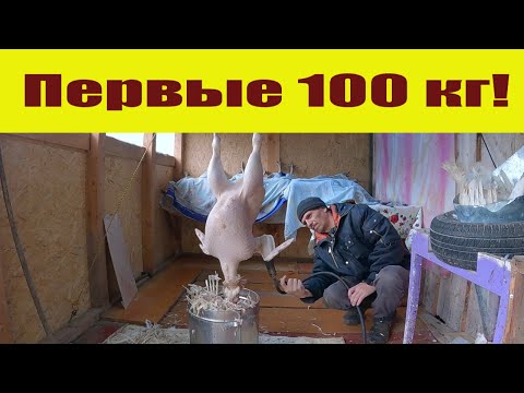 Видео: Первые 100 кг в новой "забойной"! Выращивание индюков. Место для забоя.