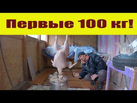 Видео: Первые 100 кг в новой "забойной"! Разведение индюков, последний этап индюшиного сезона 2022!