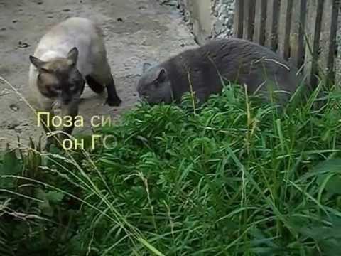 Видео: Битва сиамского и британца за территорию