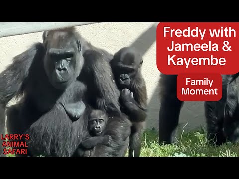 Видео: Детеныш гориллы - Джамила № 19 с Кундой и Кайембе #gorillas