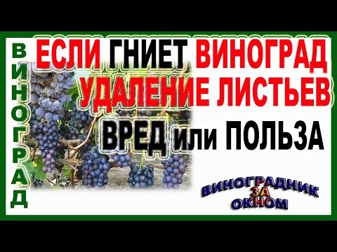 Видео: 🍇 Польза или вред? Удалять или нет листья вокруг гроздей? Зачем это делать Когда это не нужно?