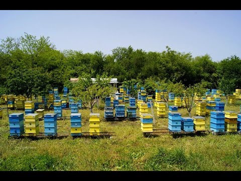 Видео: Увеличиваем пасеку + удобные нуклеусы .