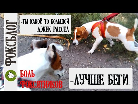 Видео: Сам ты Джек Рассел! [Боль фоксятников] Гладкошерстный фокстерьер и Джек Рассел| Майло| Маска