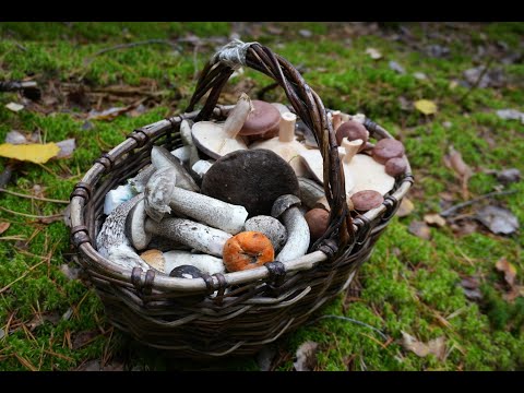 Видео: Грибная разведка 29 сентября 2023. Всеволожский район.