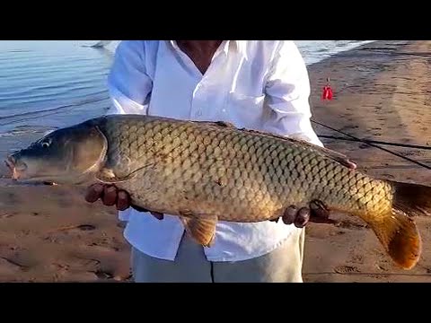 Видео: ТРОФЕЙ И НОВЫЙ(!) РЕКОРД. Супер рыбалка на Шардаре. Июнь 2025.