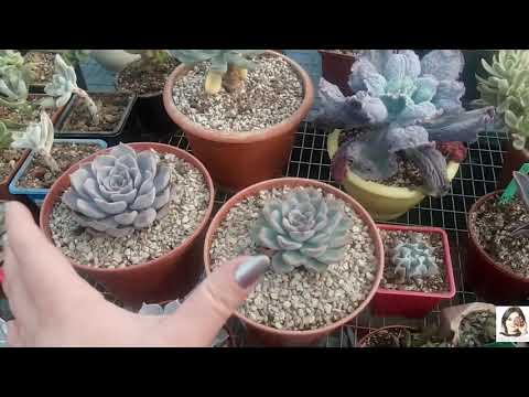 Видео: Ошибки в уходе за Суккулентами - мой СуккулентоПровал. Разбор ошибок в описании к видео.