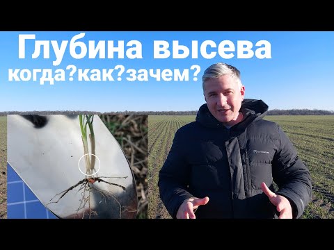 Видео: Глубина высева озимой пшеницы