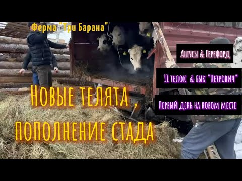 Видео: Расширяем стадо .Новые телята и бык "Петрович". Ангусы и герефорд.