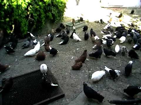 Видео: Николаевские голуби г.Павлоград.С днём деда.