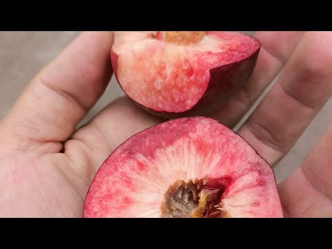 Видео: Ред Робін 2025. Red Robin peach. #garden #садівництво #персик #peach