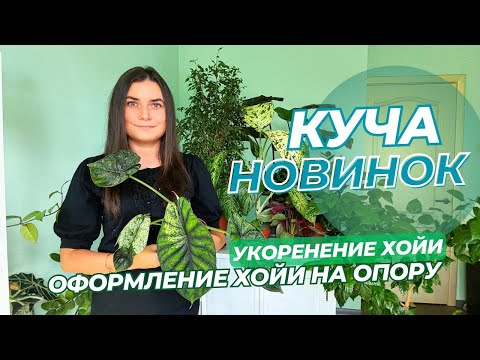 Видео: Куча НОВИНОК ХОЙЕК, АЛОКАЗИЙ. Укоренение хойи и оформление на опору.