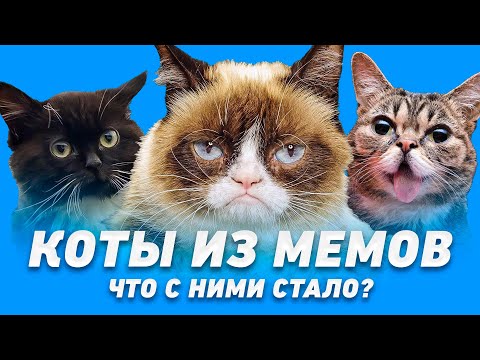 Видео: Что стало с котами из мемов? Часть 2