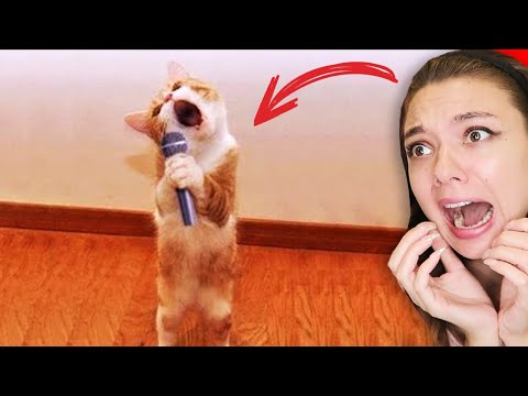 Видео: ПОПРОБУЙ НЕ ЗАПЛАЧЬ... ОТ СМЕХА 😲 ОЧЕНЬ СМЕШНЫЕ КОТЫ и СОБАКИ из ТИКТОК