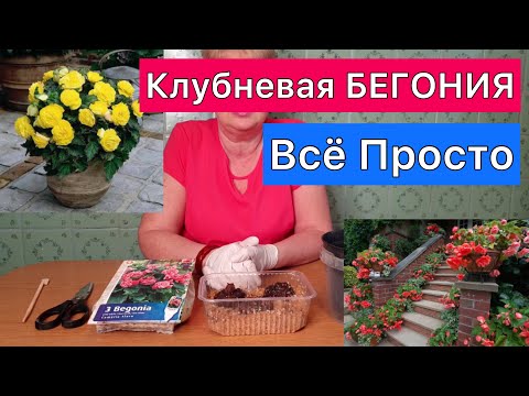 Видео: Клубневая БЕГОНИЯ. Секреты проращивания клубня. Просто и легко.