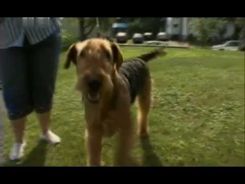 Видео: Эрдельтерьер -- король всех терьеров.avi