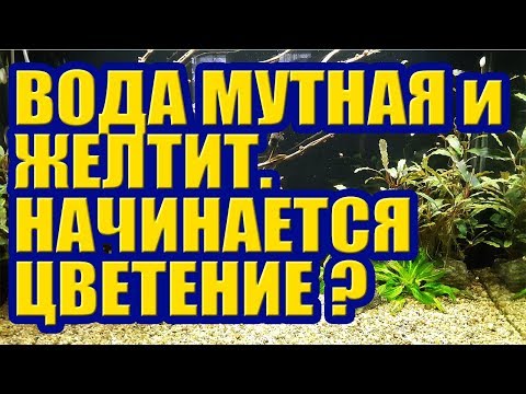Видео: Вода в Аквариуме Мутная и Желтит, начинается Цветение Воды? Зеленый налет на Коряге и Камнях