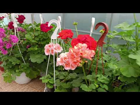 Видео: Пеларгония - лучшие- оставляю в коллекции.! 3.09.25г.