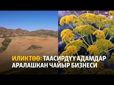 Видео: Иликтөө: Таасирдүү адамдар аралашкан чайыр бизнеси