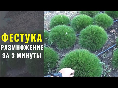 Видео: Фестука (Овсяница) - размножение за 3 минуты.