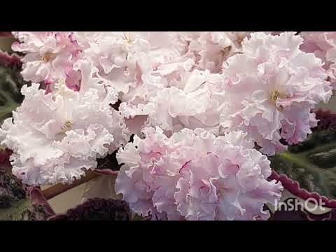 Видео: 02.05.23./НОВИНКИ/Выставка фиалок в Доме фиалок(МК)#фиалки#выставка#домфиалок#