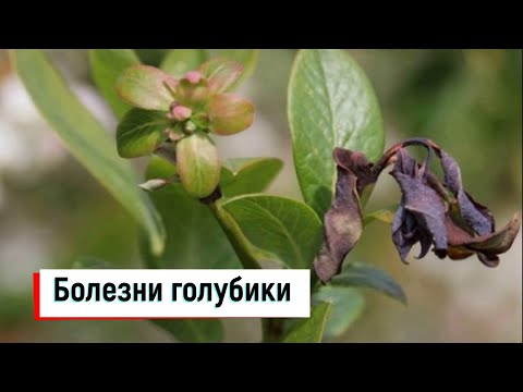 Видео: Болезни голубики