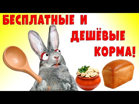 Видео: Бесплатные и дешевые корма для животных