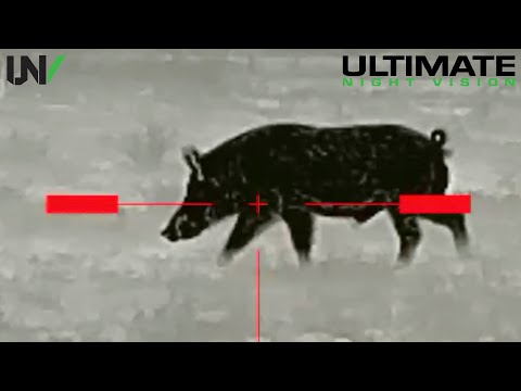 Видео: Охота на крупного кабана в Техасе.