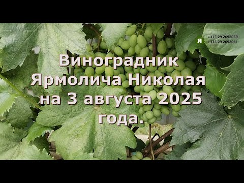 Видео: Виноградник Ярмолича Николая на 3 августа 2025 года. Беларусь.