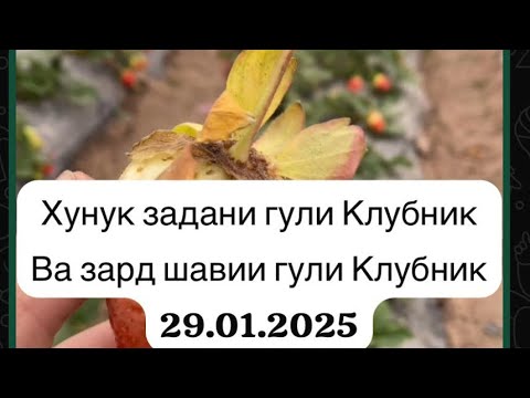 Видео: Хунук задани гули Клубник ва Зардшавии гули Клубник
