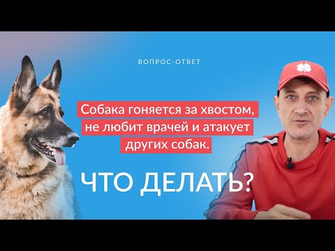 Видео: Собака гоняется за хвостом, не любит врачей и атакует других собак.Что делать?